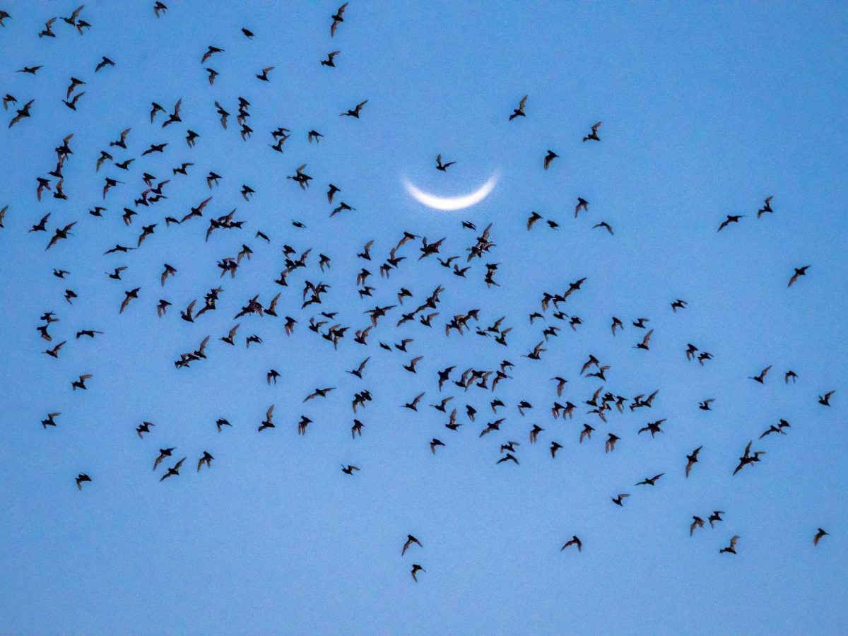 Year-Round Bat Activities