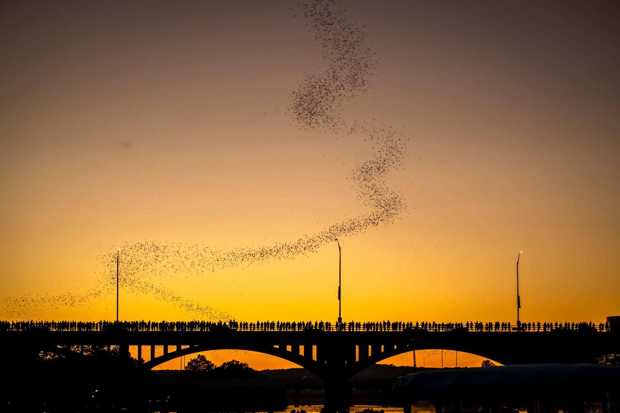 Congress Avenue Bridge at dusk