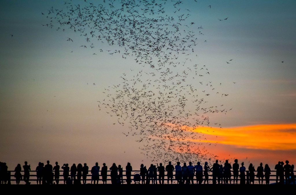 Austin skyline at twilight, a river of bats tracing the sky.